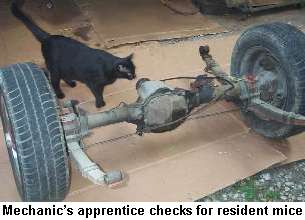 Cat checking out the rear axle assembly